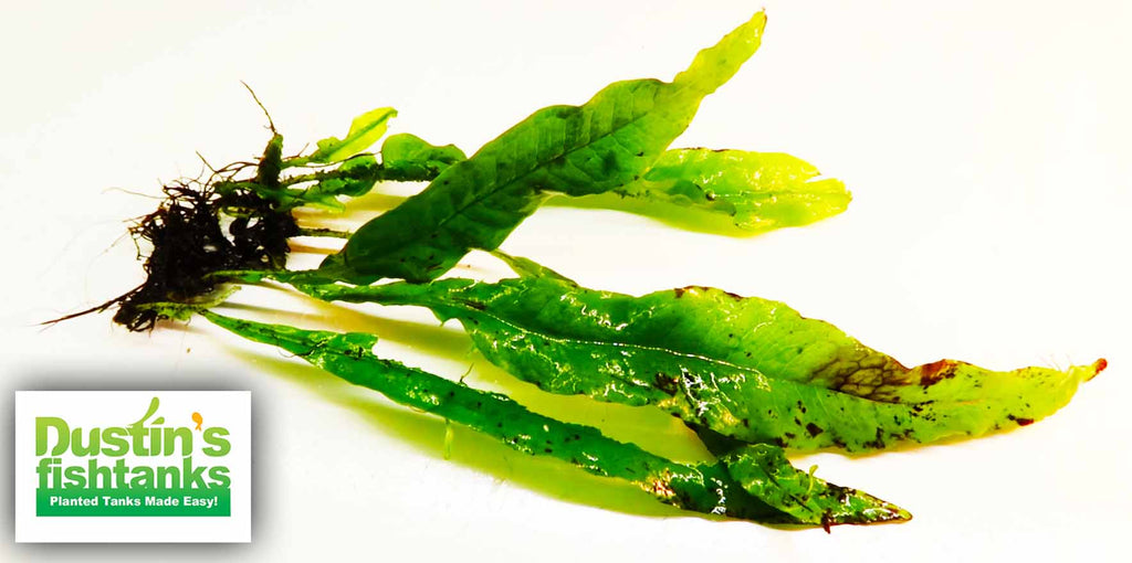 Live Java Fern Aquarium Plant product image 18