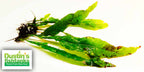 Live Java Fern Aquarium Plant product image 18