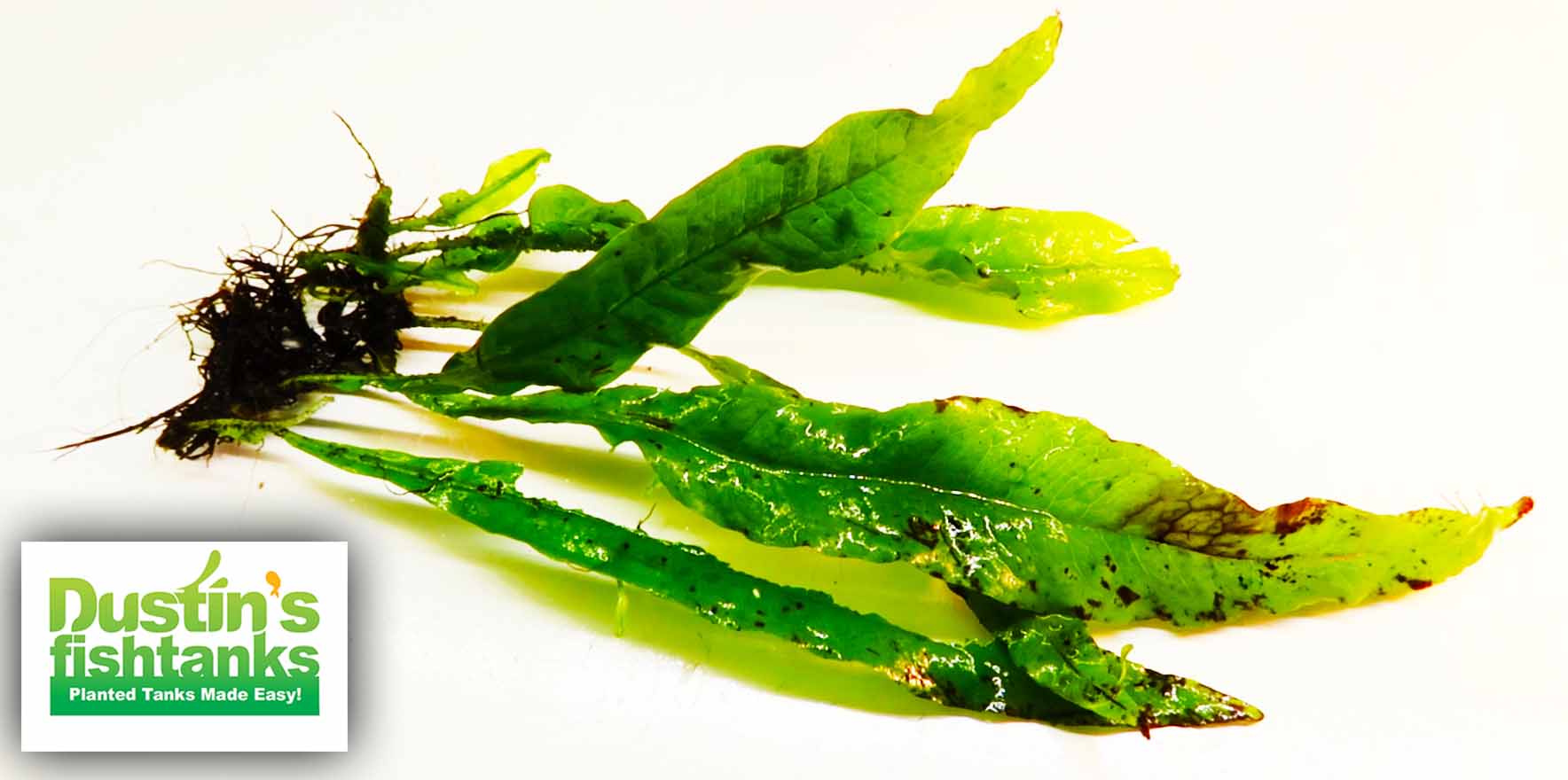 Live Java Fern Aquarium Plant product image 18