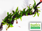 Live Java Fern Aquarium Plant product image 19