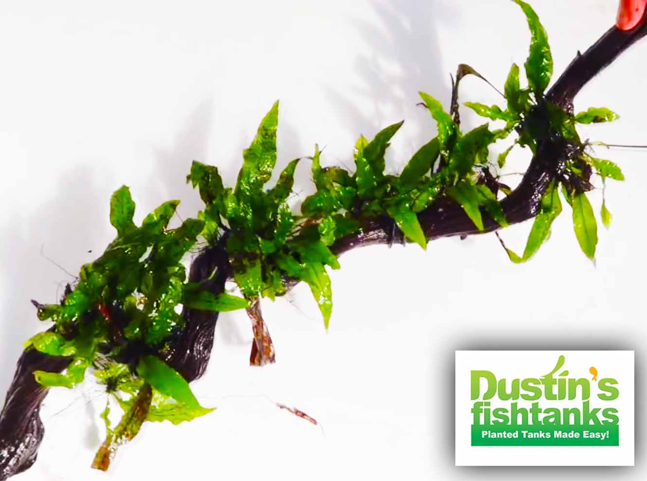 Live Java Fern Aquarium Plant product image 19