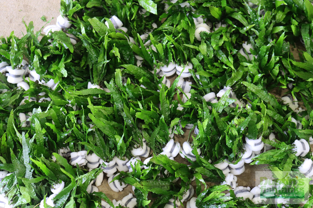 Live Java Fern Aquarium Plant product image 20