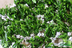Live Java Fern Aquarium Plant product image 20