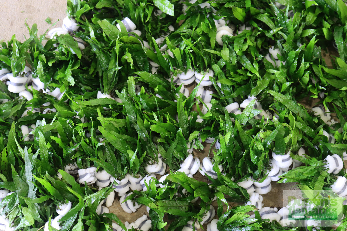 Live Java Fern Aquarium Plant product image 20