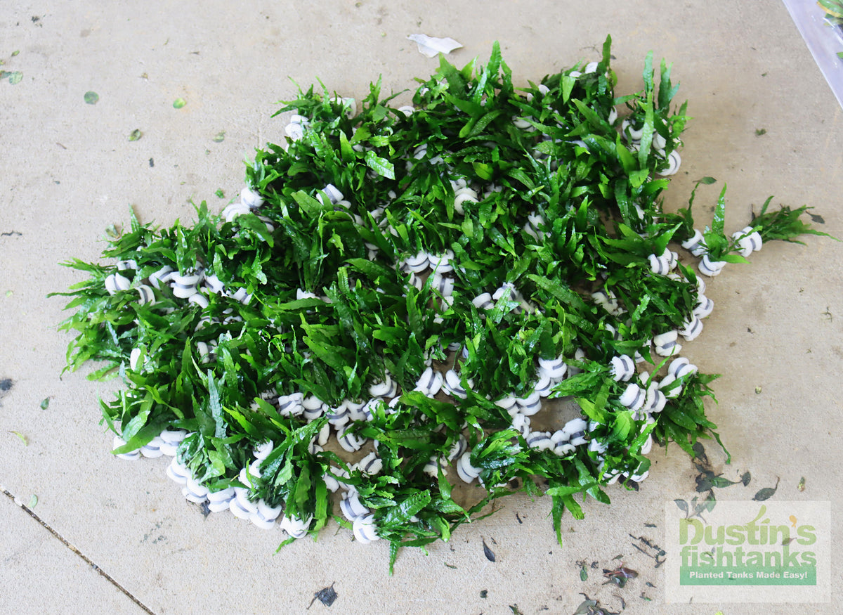 Live Java Fern Aquarium Plant product image 21