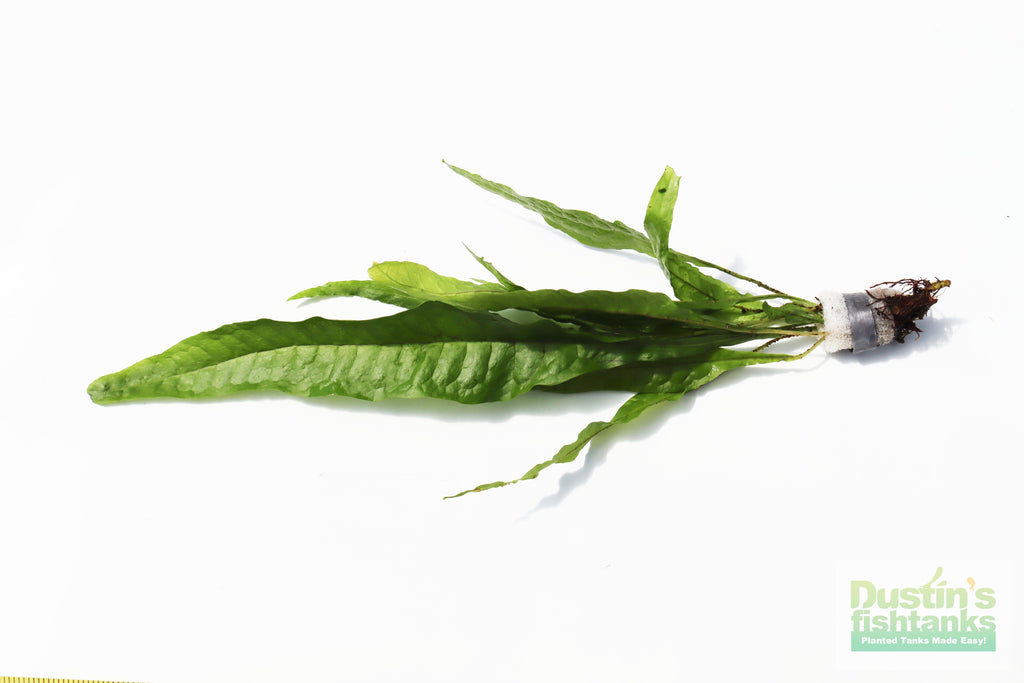 Live Java Fern Aquarium Plant product image 22
