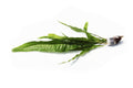 Live Java Fern Aquarium Plant, Regular