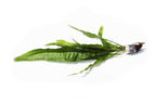 Live Java Fern Aquarium Plant, Regular