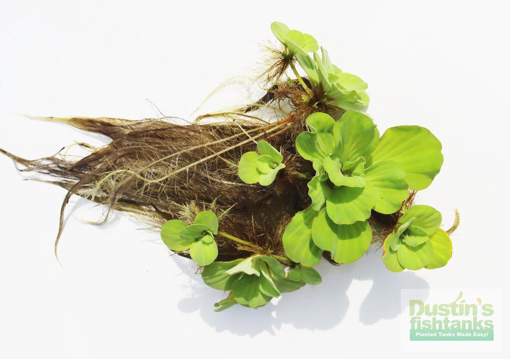 Live Water Lettuce Aquarium Plant product image 1