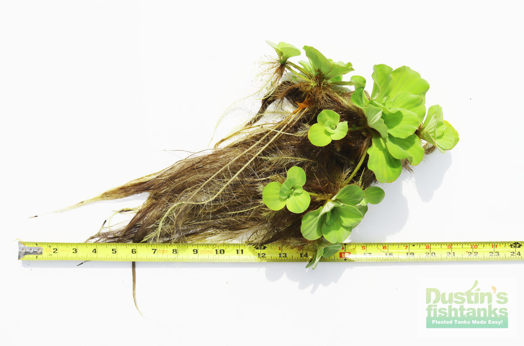 Live Water Lettuce Aquarium Plant product image 3