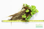 Live Water Lettuce Aquarium Plant product image 3