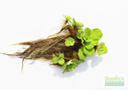 Live Water Lettuce Aquarium Plant product image 4