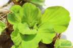 Live Water Lettuce Aquarium Plant product image 5