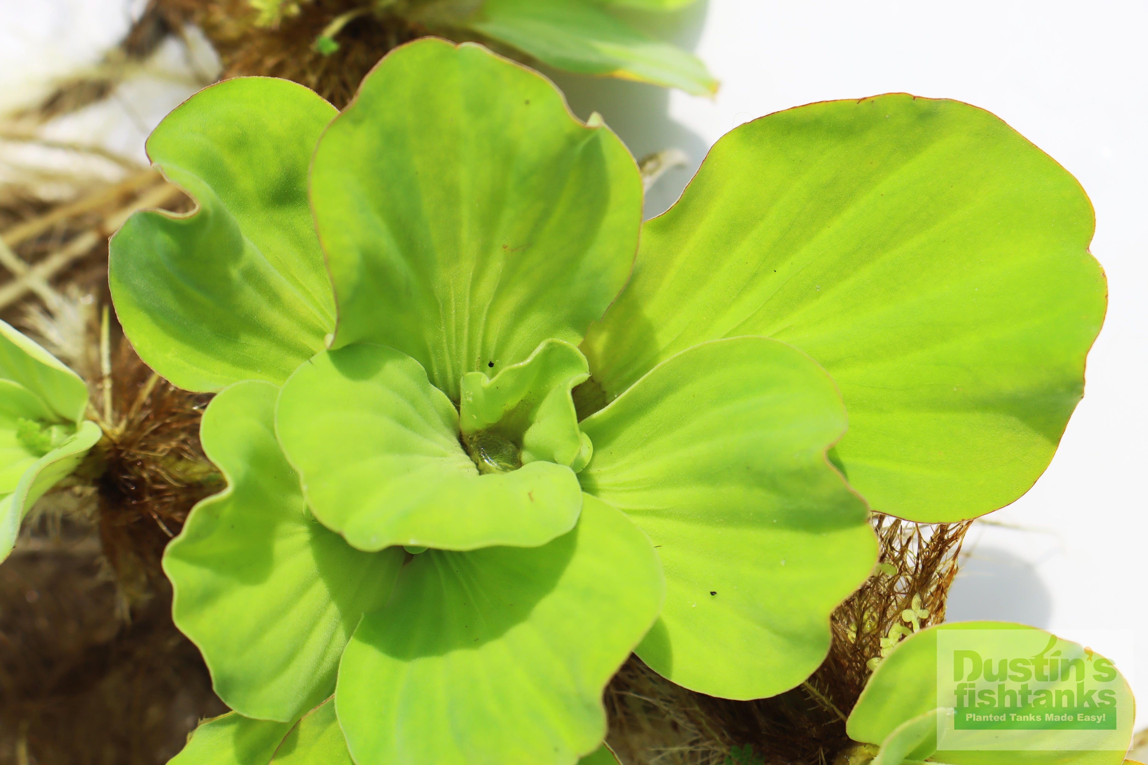 Live Water Lettuce Aquarium Plant product image 5