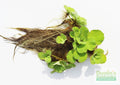 Live Water Lettuce Aquarium Plant, Default Title