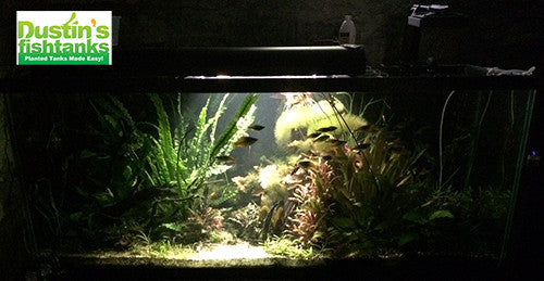 LED Grow Light product image 5