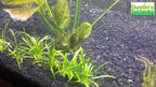 LED Grow Light product image 6