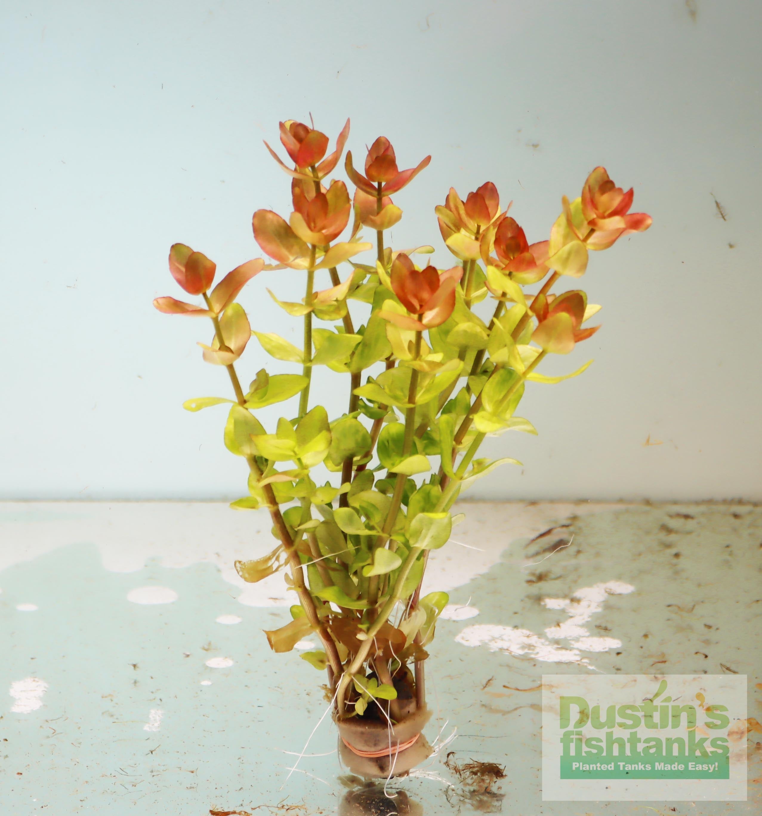 Bacopa Caroliniana Yellow Flame Aquarium Plant product image 1