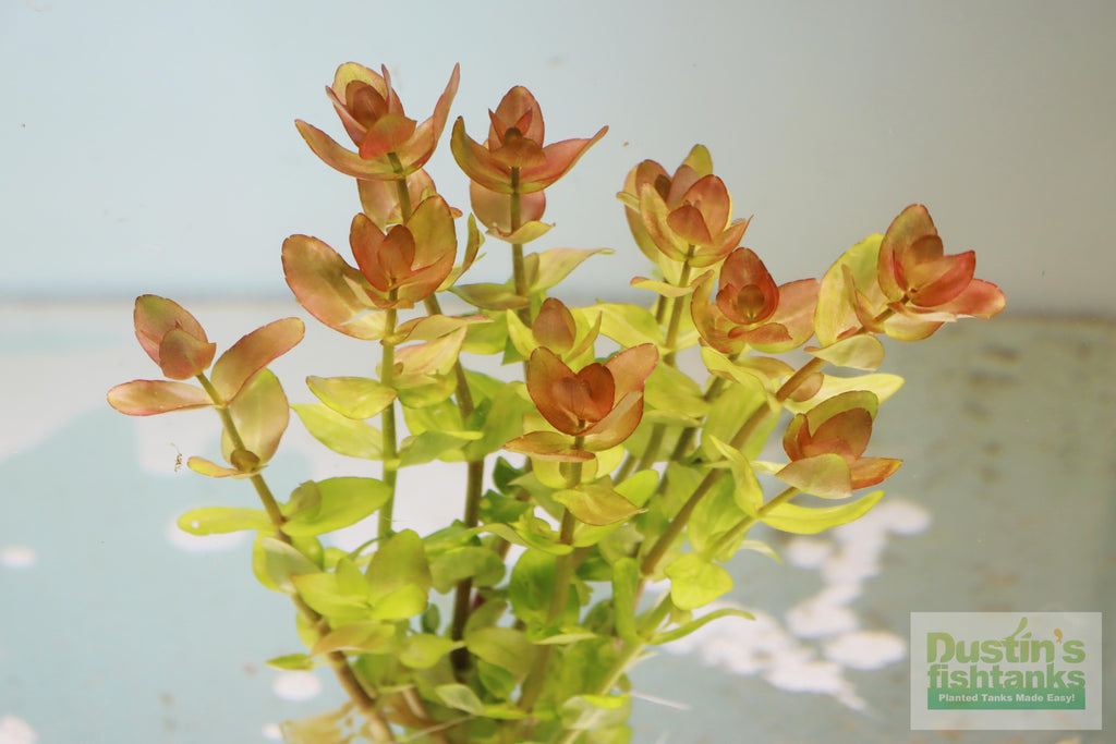 Bacopa Caroliniana Yellow Flame Aquarium Plant product image 2