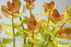 Bacopa Caroliniana Yellow Flame Aquarium Plant product image 3