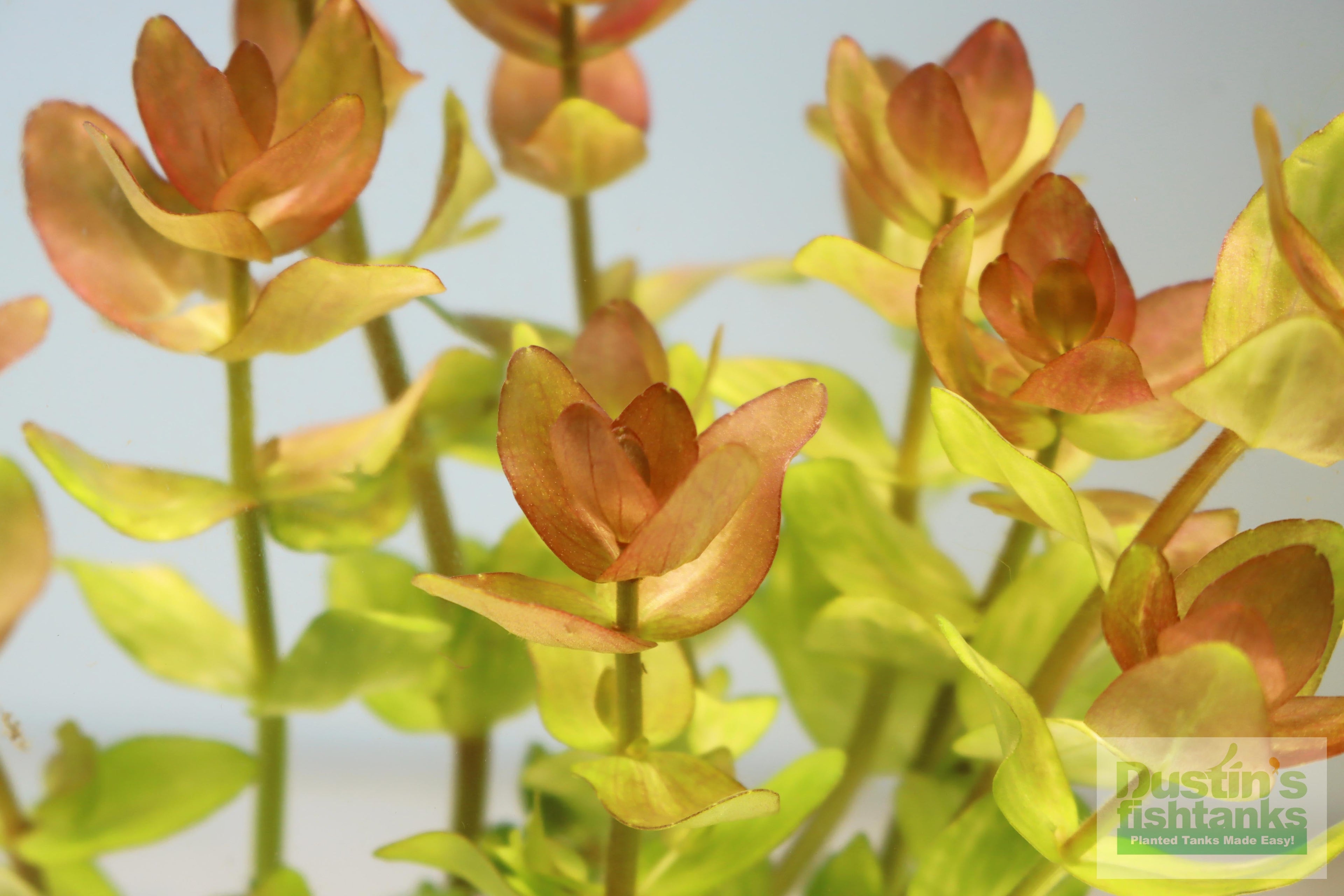 Bacopa Caroliniana Yellow Flame Aquarium Plant product image 3