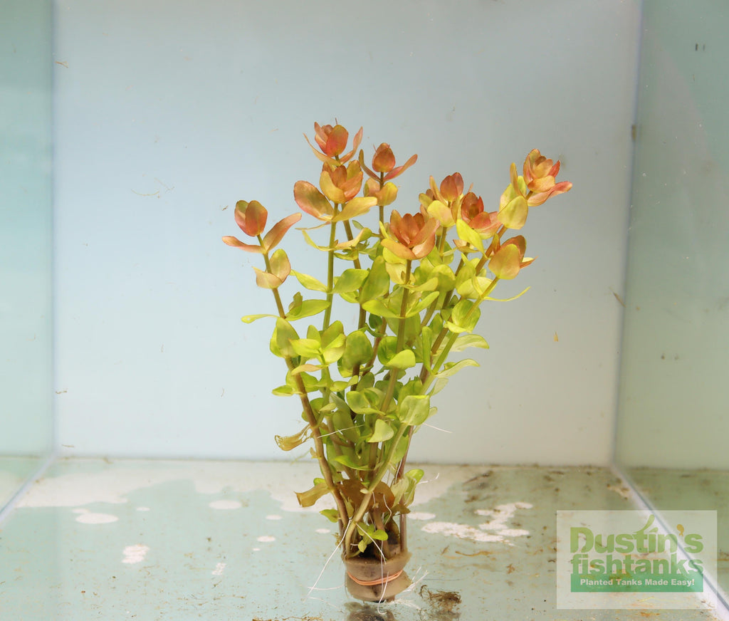 Bacopa Caroliniana Yellow Flame Aquarium Plant product image 4