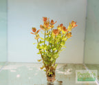 Bacopa Caroliniana Yellow Flame Aquarium Plant product image 4