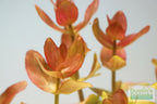 Bacopa Caroliniana Yellow Flame Aquarium Plant product image 5