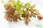 Bacopa Caroliniana Yellow Flame Aquarium Plant product image 6