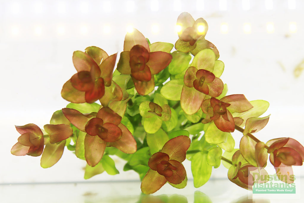 Bacopa Caroliniana Yellow Flame Aquarium Plant product image 7