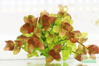 Bacopa Caroliniana Yellow Flame Aquarium Plant product image 7