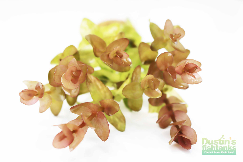 Bacopa Caroliniana Yellow Flame Aquarium Plant product image 8