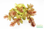 Bacopa Caroliniana Yellow Flame Aquarium Plant product image 8