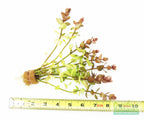 Bacopa Caroliniana Yellow Flame Aquarium Plant product image 9