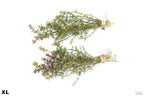 XL Bacopa Yellow Flame_Caroliniana_Aquarium Plant For sale