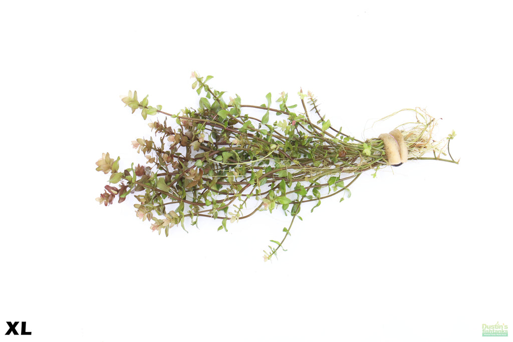 XL Bacopa Yellow Flame_Caroliniana_Aquarium Plant For sale