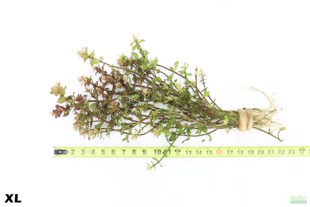 XL Bacopa Yellow Flame_Caroliniana_Aquarium Plant For sale