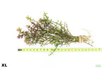 XL Bacopa Yellow Flame_Caroliniana_Aquarium Plant For sale