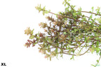 XL Bacopa Yellow Flame_Caroliniana_Aquarium Plant For sale