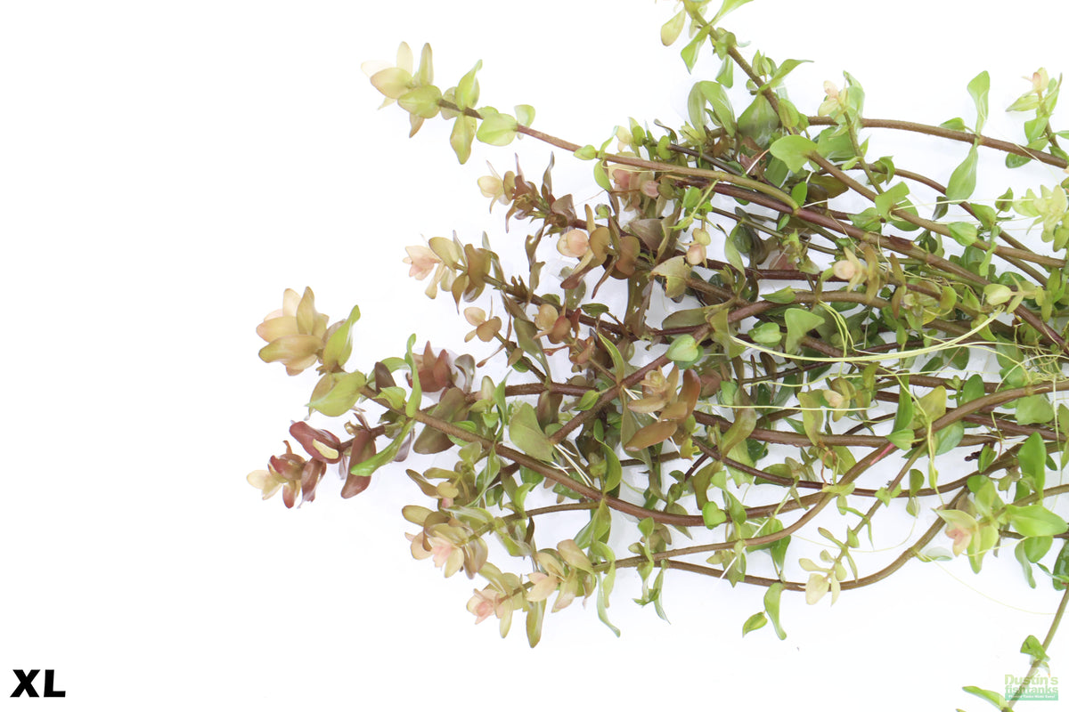 XL Bacopa Yellow Flame_Caroliniana_Aquarium Plant For sale