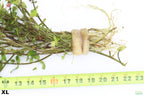 XL Bacopa Yellow Flame_Caroliniana_Aquarium Plant For sale