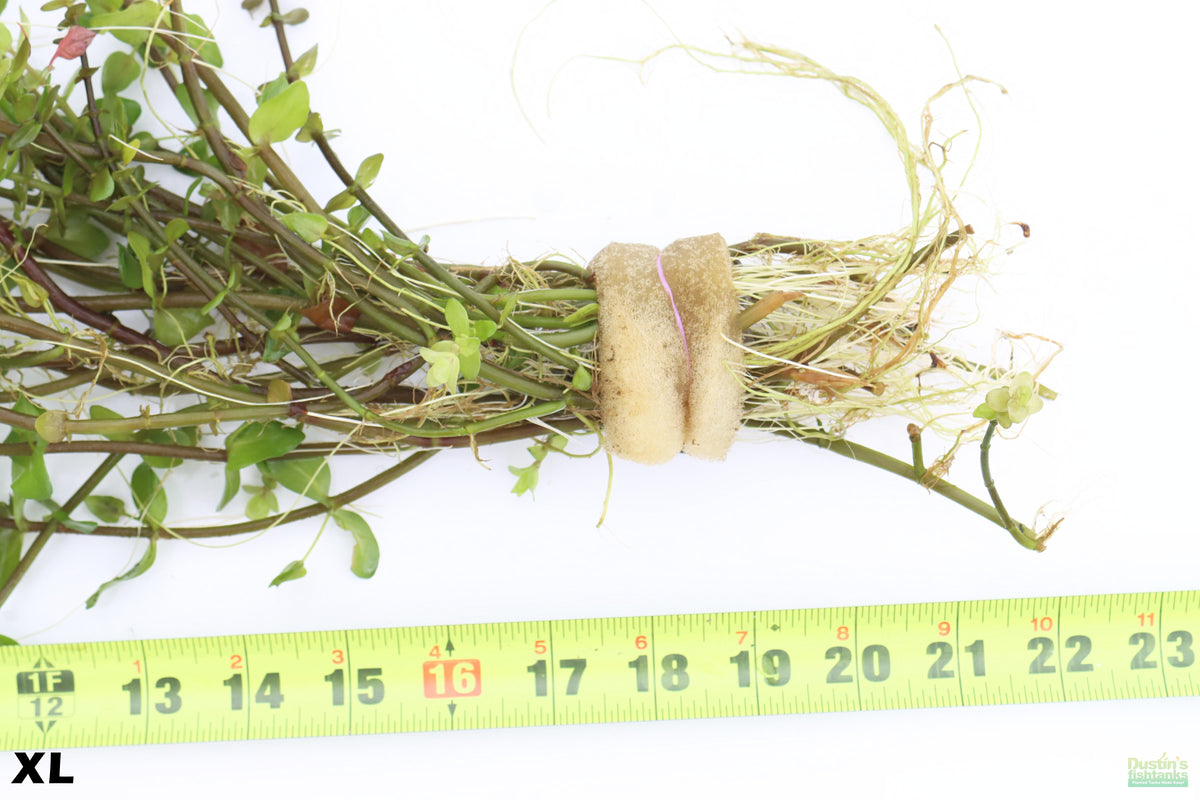 XL Bacopa Yellow Flame_Caroliniana_Aquarium Plant For sale