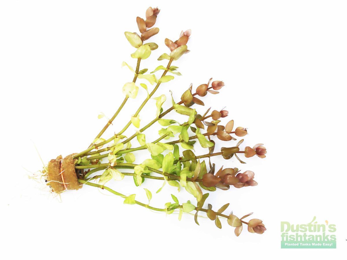 Bacopa Caroliniana Yellow Flame Aquarium Plant product image 22
