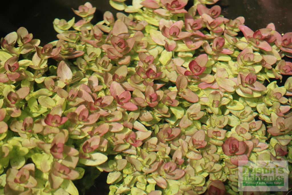 Bacopa Caroliniana Yellow Flame Aquarium Plant product image 23