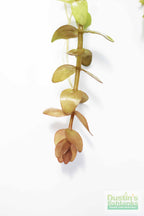 Bacopa Caroliniana Yellow Flame Aquarium Plant product image 24