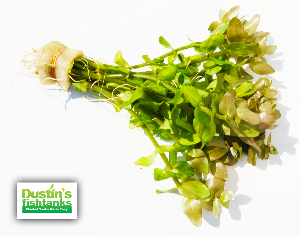 Bacopa Caroliniana for sale on Dustin's Fishtanks
