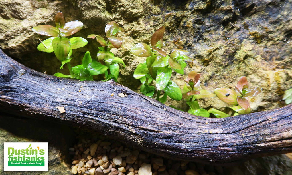 Bacopa Caroliniana Yellow Flame Aquarium Plant product image 26