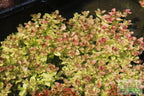 Bacopa Caroliniana Yellow Flame Aquarium Plant product image 27