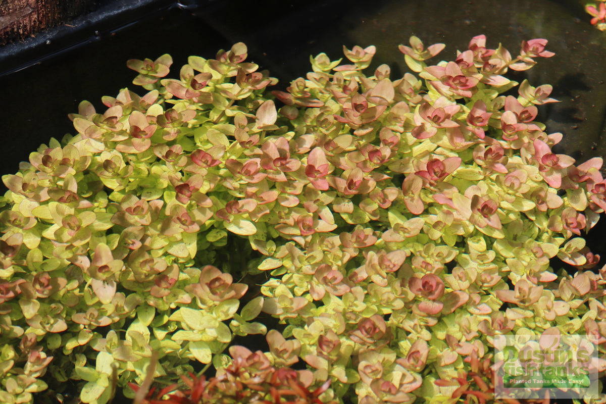 Bacopa Caroliniana Yellow Flame Aquarium Plant product image 27