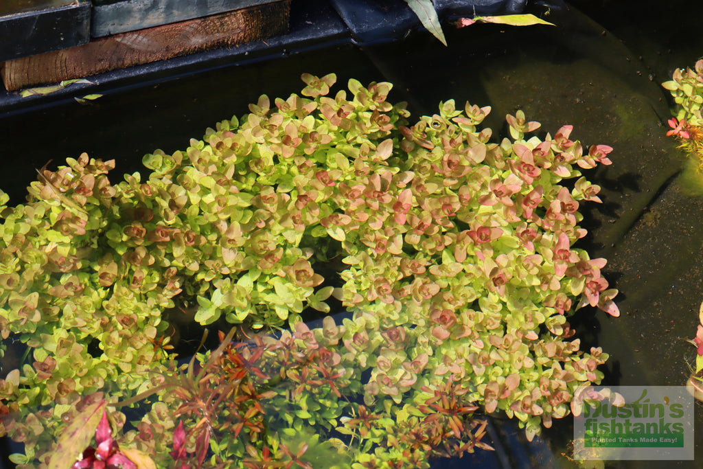 Bacopa Caroliniana Yellow Flame Aquarium Plant product image 28